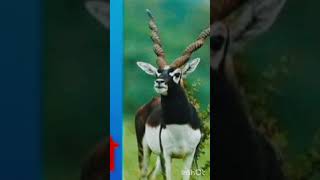 Bishnoi Samaj 🦌🦌🦌🦌🦌🦌Ki kahani Kya Hai  Hindi  Best True Line Hindi [upl. by Adnhoj]