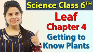 LeafVeins Petiole Lamina Midrib Node etc  Chapter 4  Getting to Know Plants  Science Class 6 [upl. by Nnairda]