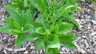 Food Forest Plants quotLongevity Spinachquot  Gynura Procumbens [upl. by Abbotsen]