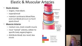 Structure of Blood Vessels and Blood [upl. by Garey]