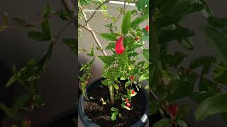 trending garden ytviral ytshortsindia nature viral fruit fruitplants ytshorts pomegranate [upl. by Rakia456]