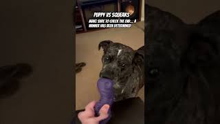 Puppy vs Squeaks 20 puppy puppyvideos [upl. by Elodea]