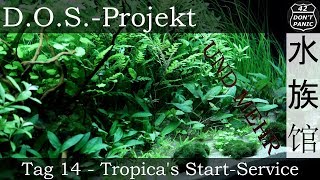 Tag 14  Tropicas StartService  DOSProjekt [upl. by Elleirol]