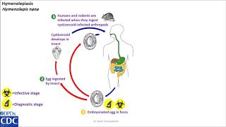 Hymenolepis nana life cycle [upl. by Adiam]