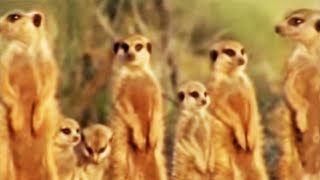 Meerkat Family in Africa  BBC Studios [upl. by Brooks725]