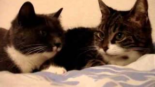 2 Katzen sprechen miteinander [upl. by Buck]