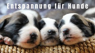 Entspannungsmusik für Hunde und Menschen  8 Std [upl. by Blumenfeld]