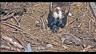 The youngest Osprey chick passes today at Barnegat Light 2021 06 18 20 38 52 095 [upl. by Naig]