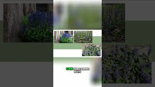 Add Color and Texture to Your Garden With Bugleweed [upl. by Tonneson631]