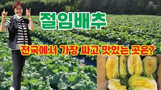 소금 재사용하지 않는 15년 노하우의 절임배추 해남절임배추10KG 해남절임배추20KG 해남절임배추추천 해남절임배추가격 해남황금절임배추 해남화원농협절임배추 해남황토절임배추 [upl. by Ained]