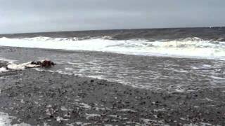 Rose Spit Haida Gwaii [upl. by Nadine]