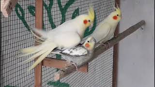 mating cockatiels cockatiel mating [upl. by Jenkins]