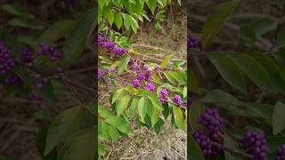 나무 좀작살나무 Callicarpa dichotoma [upl. by Dunkin742]