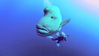 Napoleon Wrasse in the Southern Red Sea [upl. by Cottle]