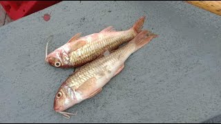 Inshore Netting Small boat fishing Cornwall UK young fishermen Red Mullet [upl. by Capp]