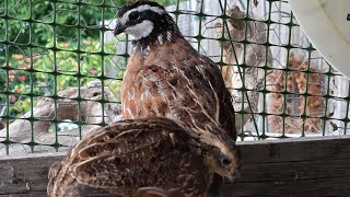 BobWhite Sounds 🎶🐤 [upl. by Stempson354]