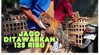 Jago ditawarkan 125 ribu di pasar hewan Purbalingga [upl. by Cyndi]