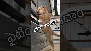 Raandraa 😃 shorts ytfunny animalfundub funnyvideos asalainahasyam [upl. by Drusilla256]