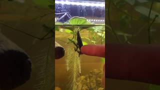 Breeding Giant Water Bugs aquarium freshwater aquatic [upl. by Kram]