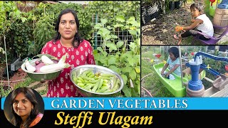 Garden Vegetables Steffi Ulagam  Harvesting Vegetgables from Home Garden in Tamil [upl. by Anaillil]