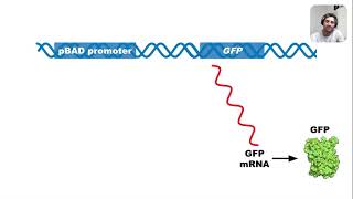 Regulation of pGLO Plasmid Arabinose Operon [upl. by Sutsugua]