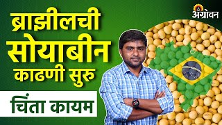 Brazil Soybean सोयाबीन उत्पादकता ब्राझीलच्या काही राज्यांमध्ये घटली  Agrowon  ॲग्रोवन [upl. by Sorci331]