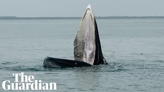 Rare whale feeding technique could explain tales of mythical sea creature [upl. by Allebram48]