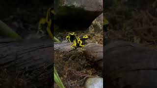 Dendrobates leucomelas [upl. by Letsirc]