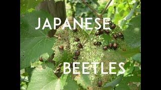 How to Fix your Japanese Beetle Problem [upl. by Esina]