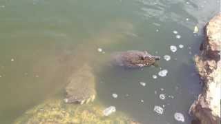 Giant African Softshell TurtlesTrionyx triunguis In Israel River mov [upl. by Spancake]