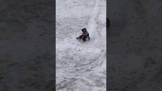 Moye Moye in Snow 😂 Accident ho gya guys 😏 snow adventure funny friend lahaul koksar himachal [upl. by Suzy]