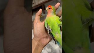 Mini vlogs with birds 🦜 love birds baby birds shortsfeed lovebirds parrot minivlog [upl. by Negah656]