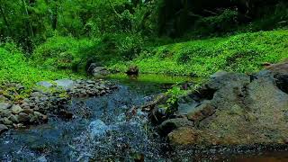 Relaxing Nature Forest River Sounds Calm River Water flow for Sleeping Meditation Insomnia Work [upl. by Ambrosane]