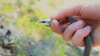 Western Yellow Bellied Racers and Rattlesnakes [upl. by Terrel]