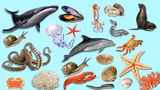 Learn SEA ANIMALS NAME In English For All [upl. by Nnayrb]