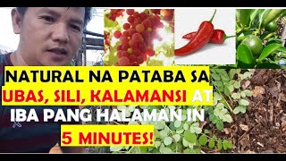 Mabilis na Paggawa ng Natural Na Fertilizer Para Sa Ubas Sili at Kalamansi at Iba pang Halaman [upl. by Sucramaj]