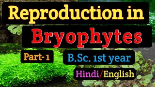 BSC first year Botany Reproduction in BryophytesVegetative reproduction in BryophytesTubers [upl. by Aicerg]