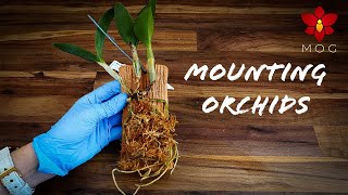 Mounted Orchids  How to amp Care Tips  Orchid Care for Beginners [upl. by England681]