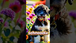 Schnoodle [upl. by Marjana]