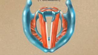 How the Larynx Produces Sound [upl. by Rolland]