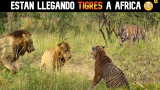 ¡¡LO INESPERADO PASÓ 😨  TIGRES LLEGARON A ÁFRICA  ¿QUÉ PASARA CON LOS LEONES [upl. by Alletsyrc197]