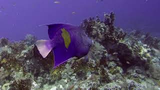 2024 10 20 Ras Mohammed Anemone City amp Shark [upl. by Templer]