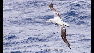 Wandering Albatross on the Flock to Marion 2023 Mouse free Marion Marion Island Southern Ocean [upl. by Aiello181]