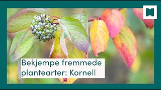 Bekjempe fremmede plantearter Kornell [upl. by Annora]