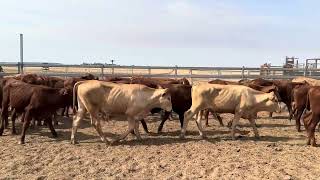 AuctionsPlus 221124 54 Droughtmaster amp CharolaisDroughtmaster Cross Steers Acc JampR Cairns [upl. by Netloc]