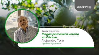 Expertips Plagas primavera verano en Cítricos [upl. by Neelhtakyram]