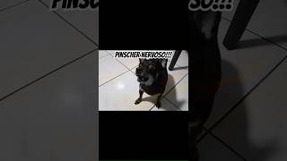 Pinscher Latindo Bravo Nervoso shorts pinscherbravo  pinscherlatindo [upl. by Rayburn309]