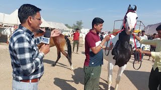 नागौर पशु मेला में क्या कीमत के मारवाड़ी घोड़ा घोड़ी  होश उड़ा देगी Horse Nagaur Cattle fair 2024 [upl. by Lennej846]