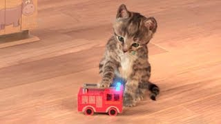 Little Kitten My Favorite Cat Play Fun Pet Care Game for Children [upl. by Mailand]