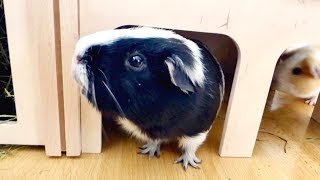 Vlog New Guinea Pig Hidey amp Exploring  Haul [upl. by Mattheus140]